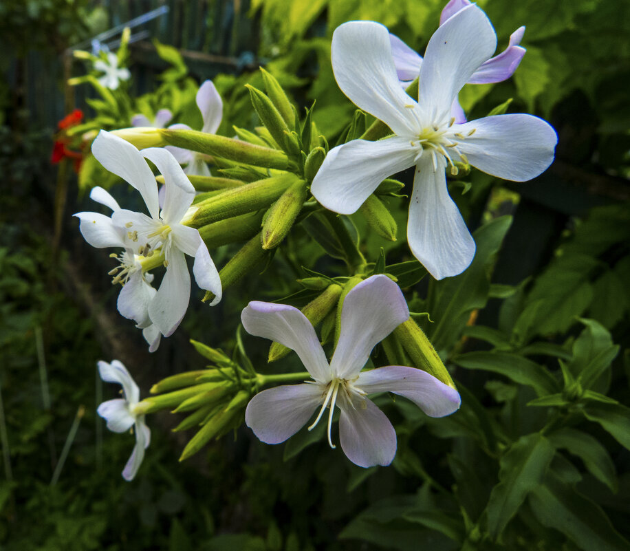 Мыльнянка обыкновенная - Валентин Семчишин