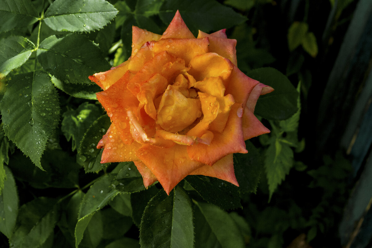 Оранжевая роза  Флорибунда - Валентин Семчишин