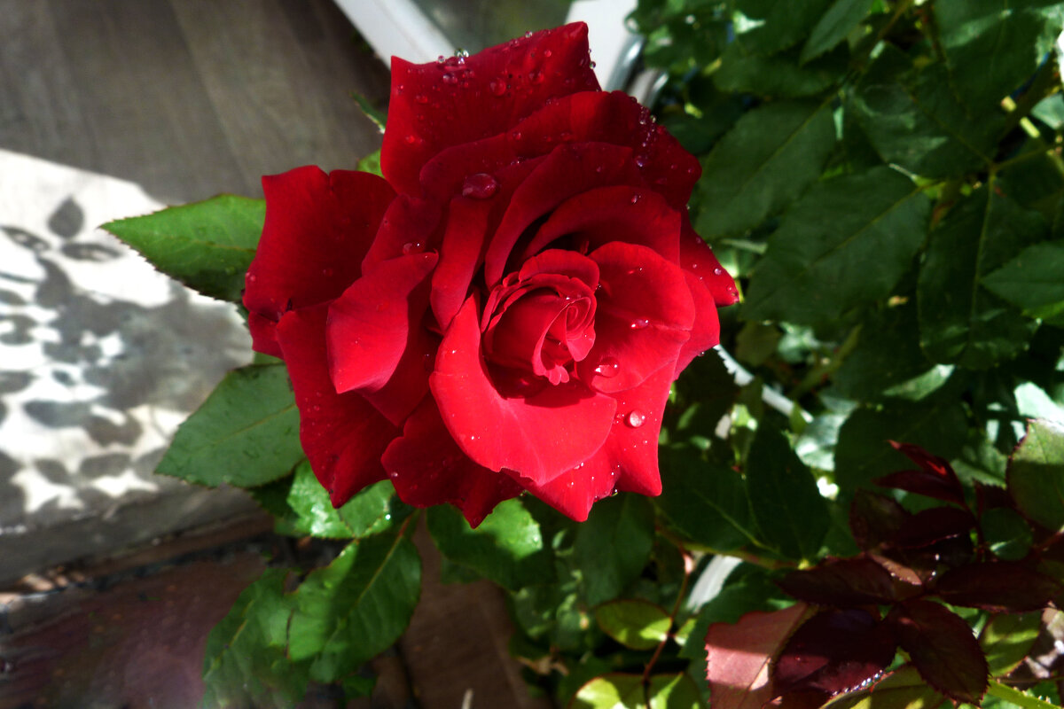 Алая  роза - Валентин Семчишин