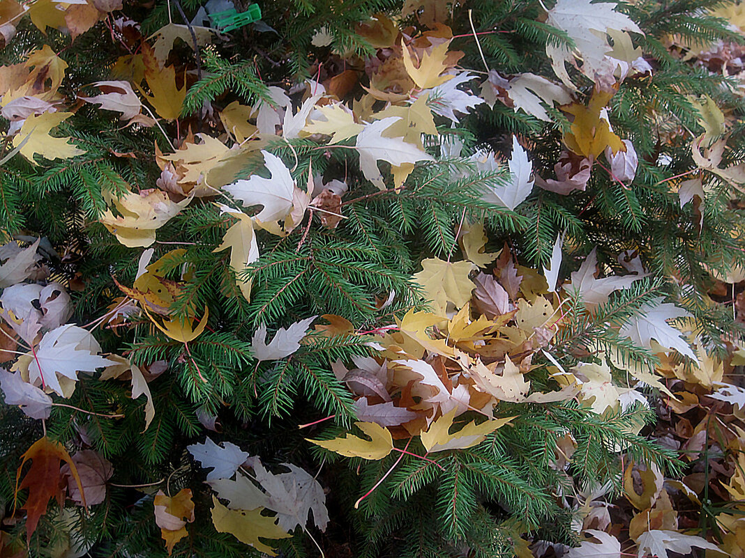 ***** - Елена Семигина ***** - Елена Семигина