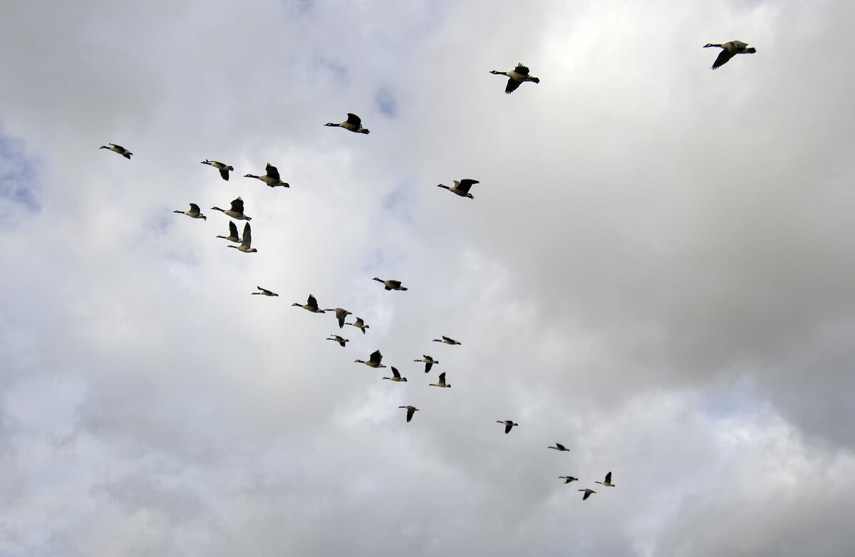 Ой летiли дикi гуси - Андроник Александр 