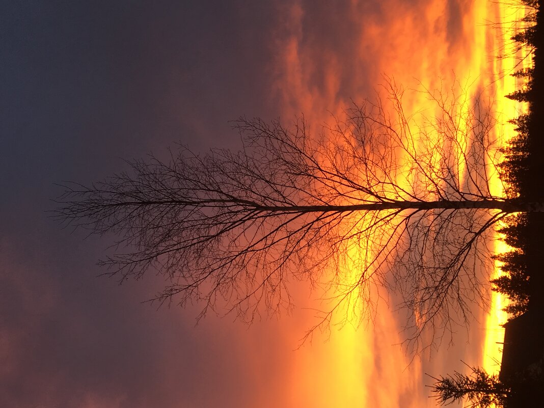 Жар-птица - Ольга Савельева 