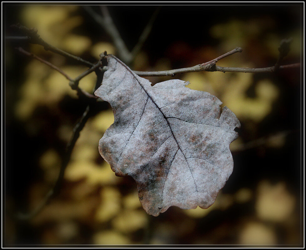 Последний из могикан... - Aleksandr Gal