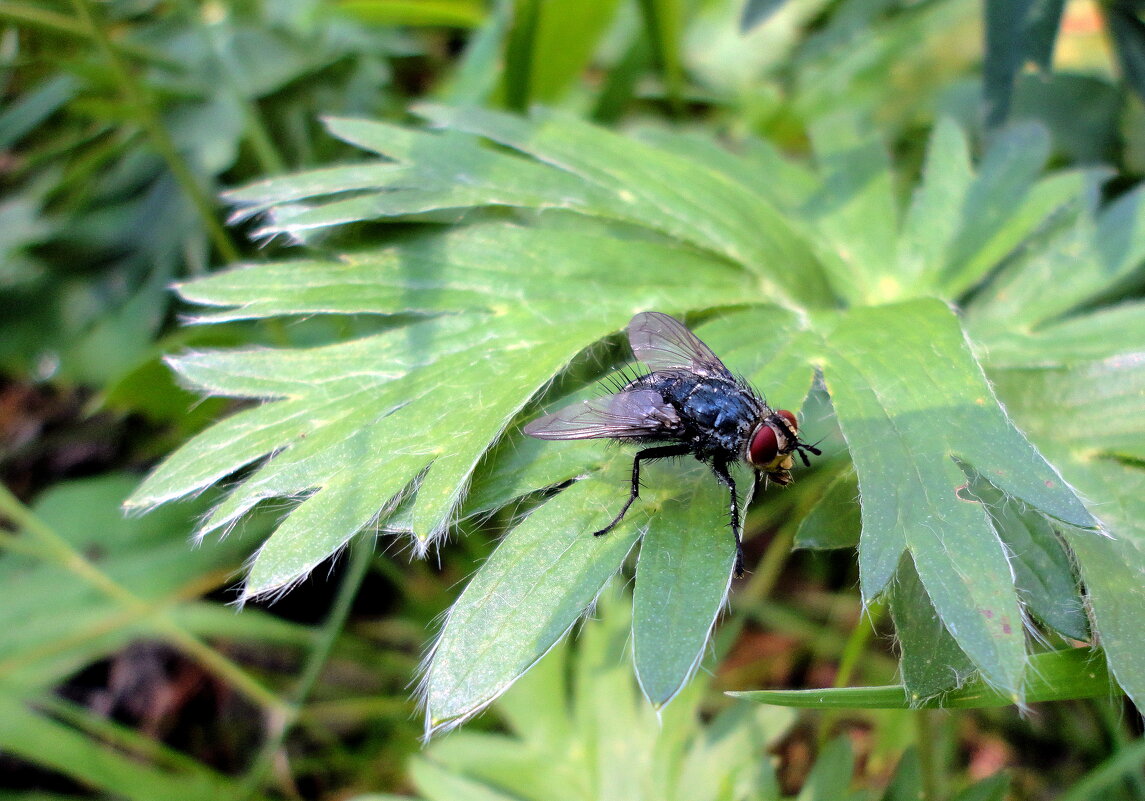 Просто мушка. - nadyasilyuk Вознюк