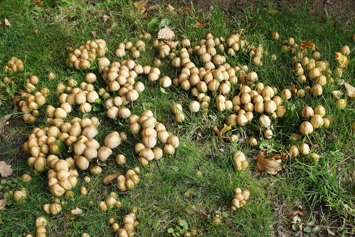 Побережье лесного озера - Рита Симонова