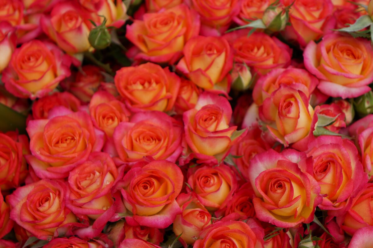 Ноябрьские.... - Алёна Савина