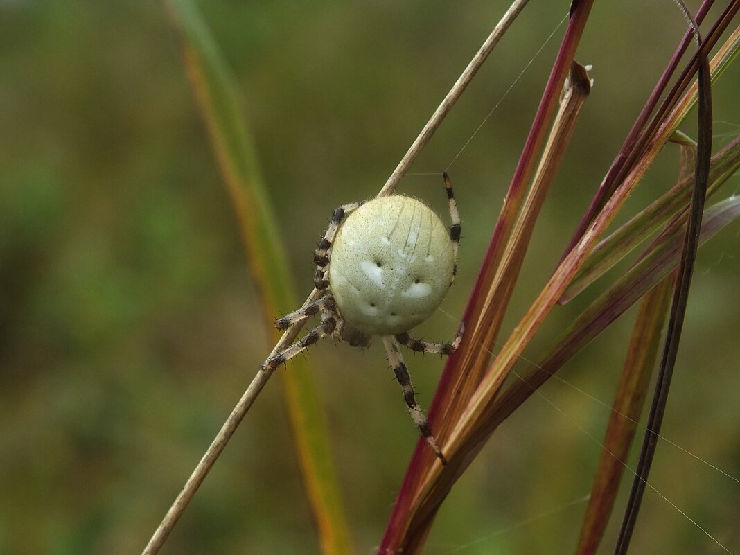 ** - Зоя Мишина