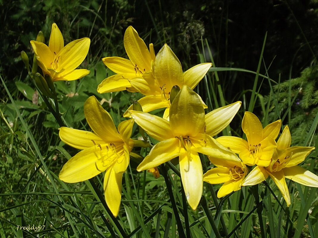 Лилейники - Freddy 97