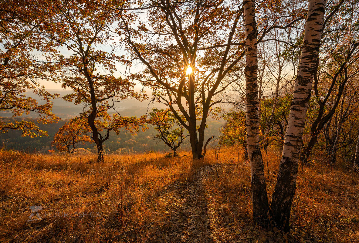 Осень в лесу - Фёдор. Лашков