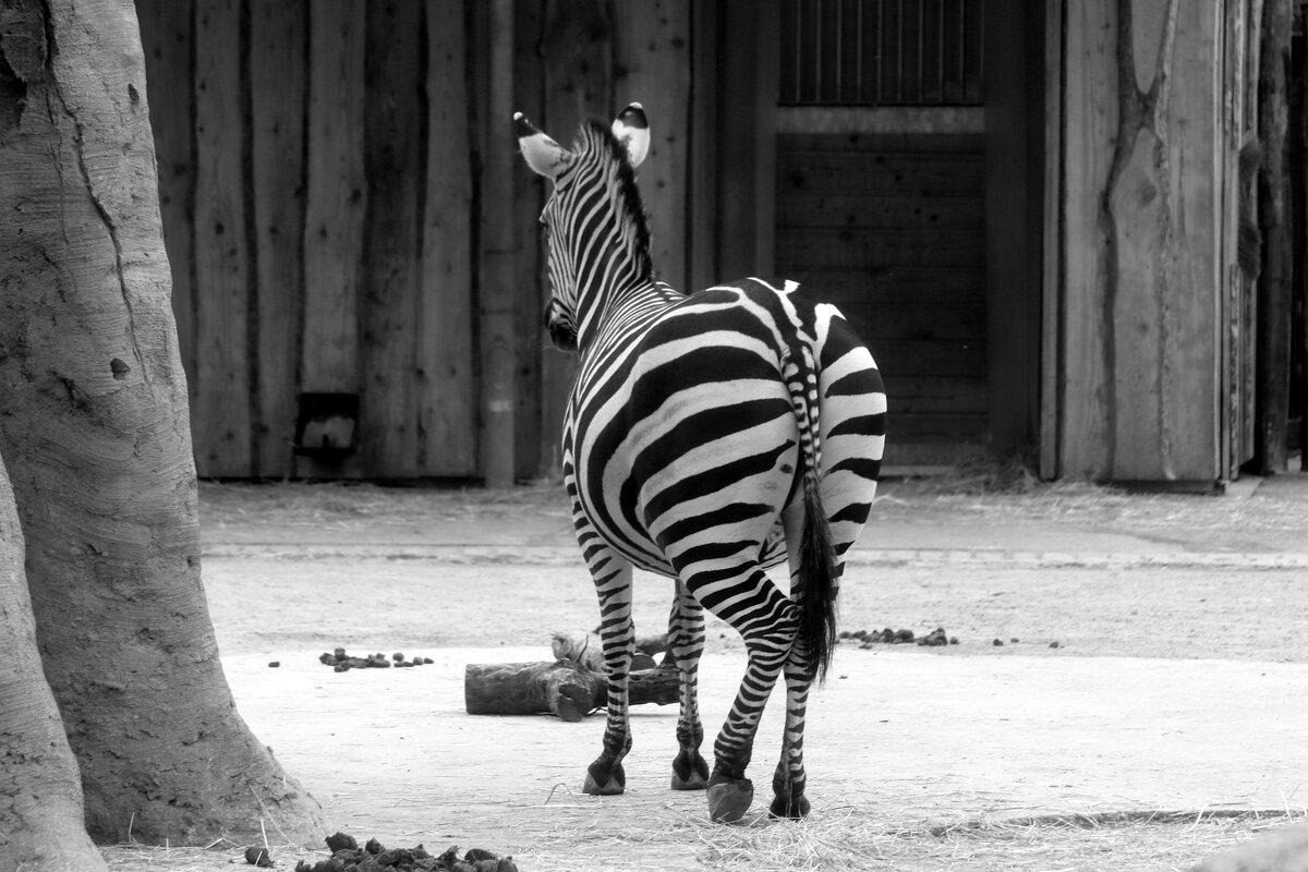 Кокетка - Юрий. Шмаков