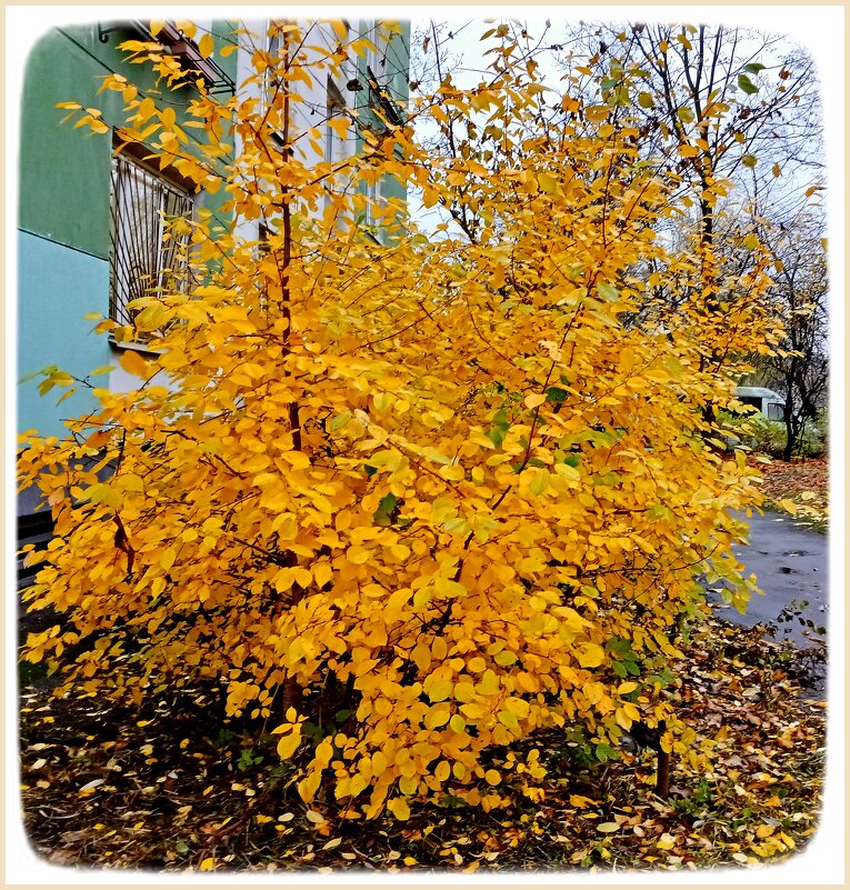 Золотое деревце. - Лия ☼