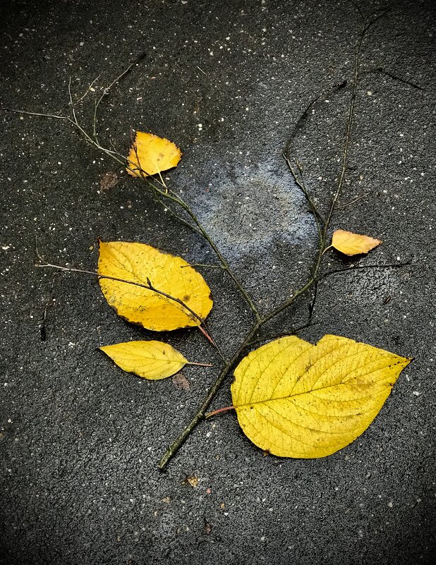 Осенний гибрид) - Любовь 