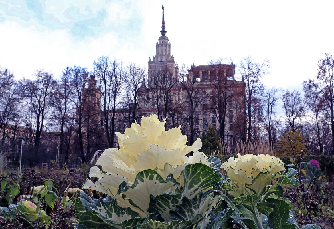 Ботсад МГУ 1 ноября - Михаил Бибичков Ботсад МГУ 1 ноября - Михаил Бибичков