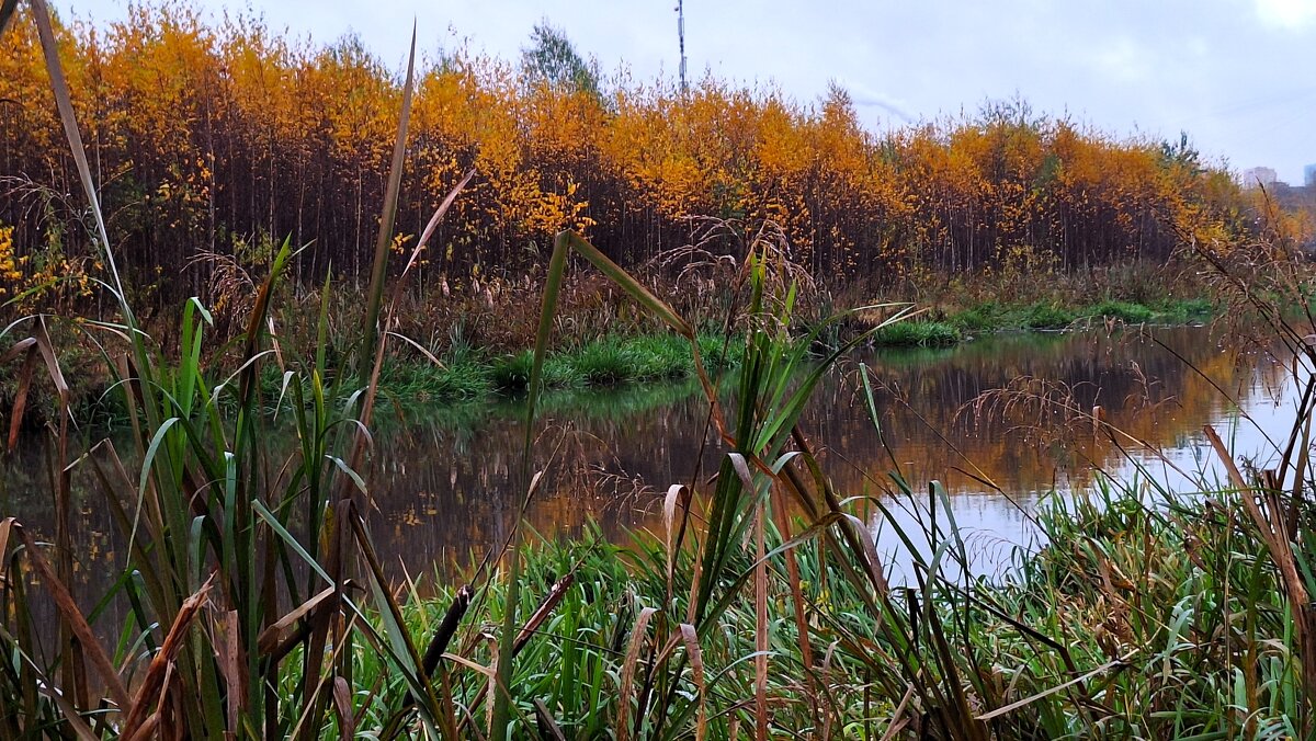 Осень - Наталья 