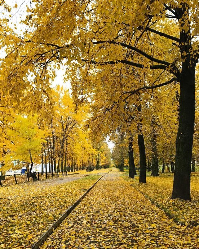 Осень. - Михаил Свиденцов