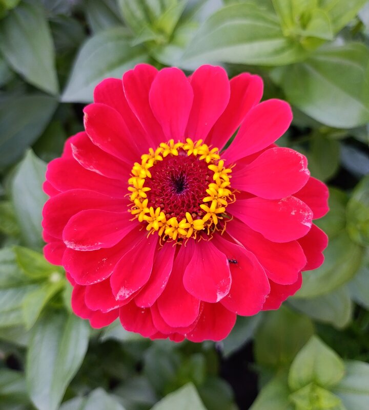 Цинния. - Ирина ***