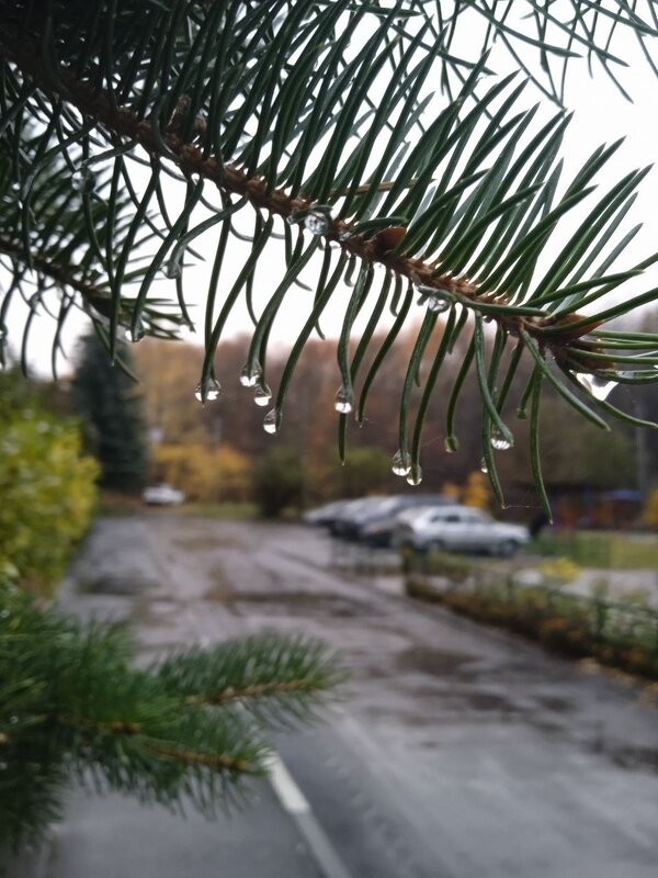 Осень.. - Наталья Абрамова