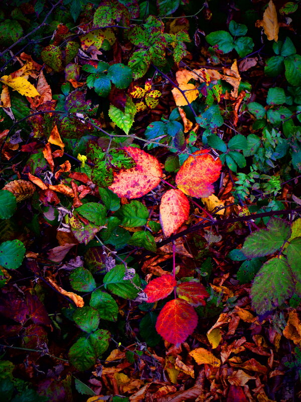 Осень 36 - Алексей Кузнецов