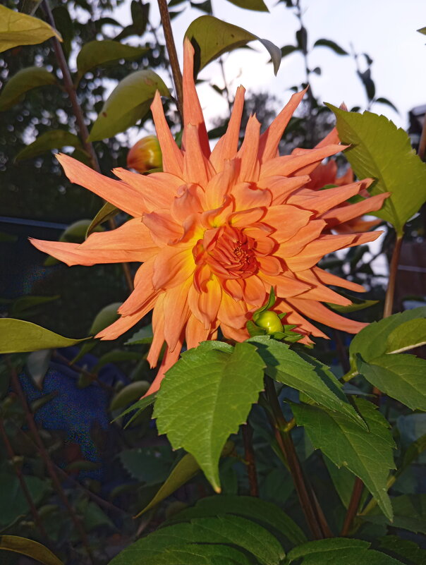 Георгин - Константин Штарк