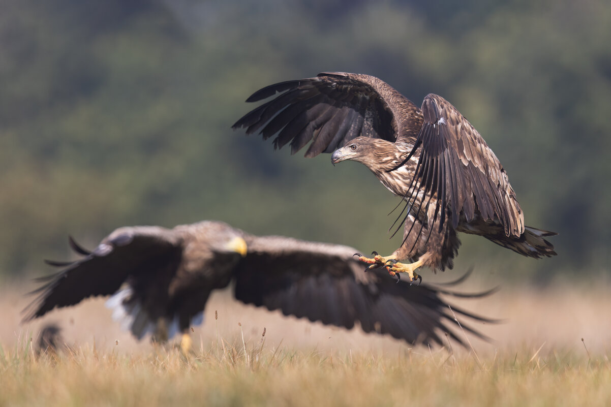 *** - Евгений Фруман
