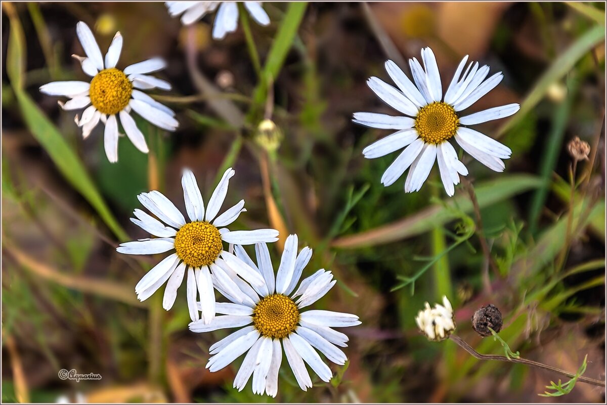 Самые стойкие... - Aquarius - Сергей