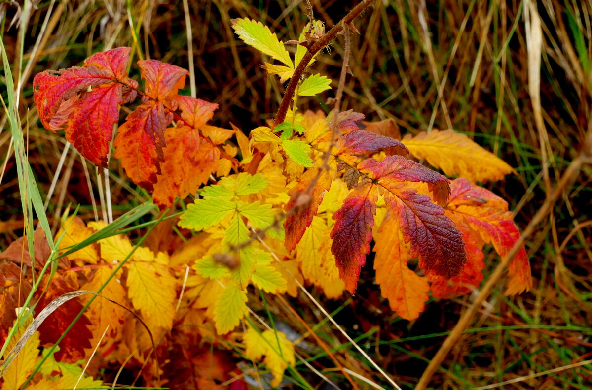 природа 30 октября 11 - Александр Прокудин