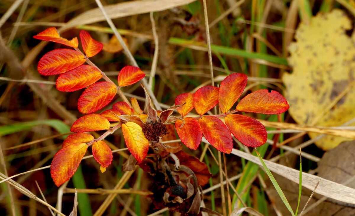 природа 30 октября 14 - Александр Прокудин