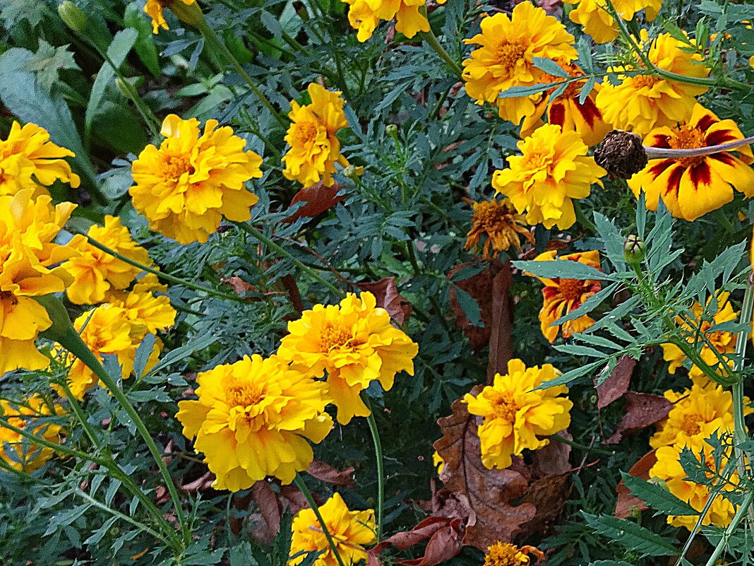 Солнечные бархатцы сентября - Лидия Бусурина