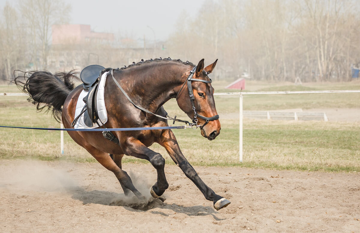 На корде - SanSan 