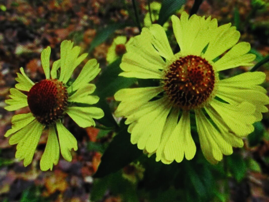 Гелениум - Людмила Смородинская