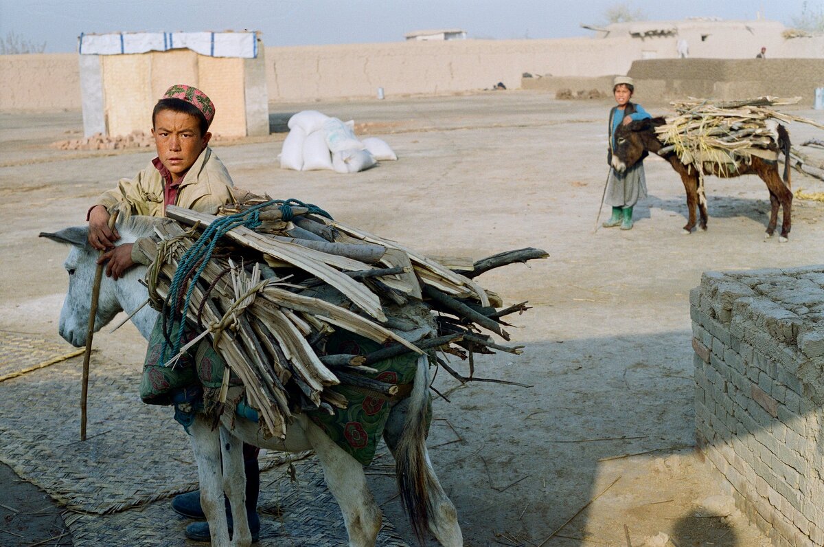 Дети привезли дрова - Сергей Золотавин