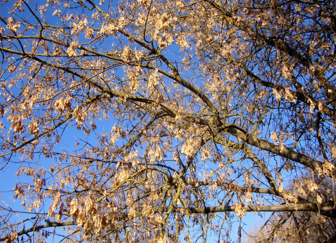 лохмотья летней жизни... - Галина Флора