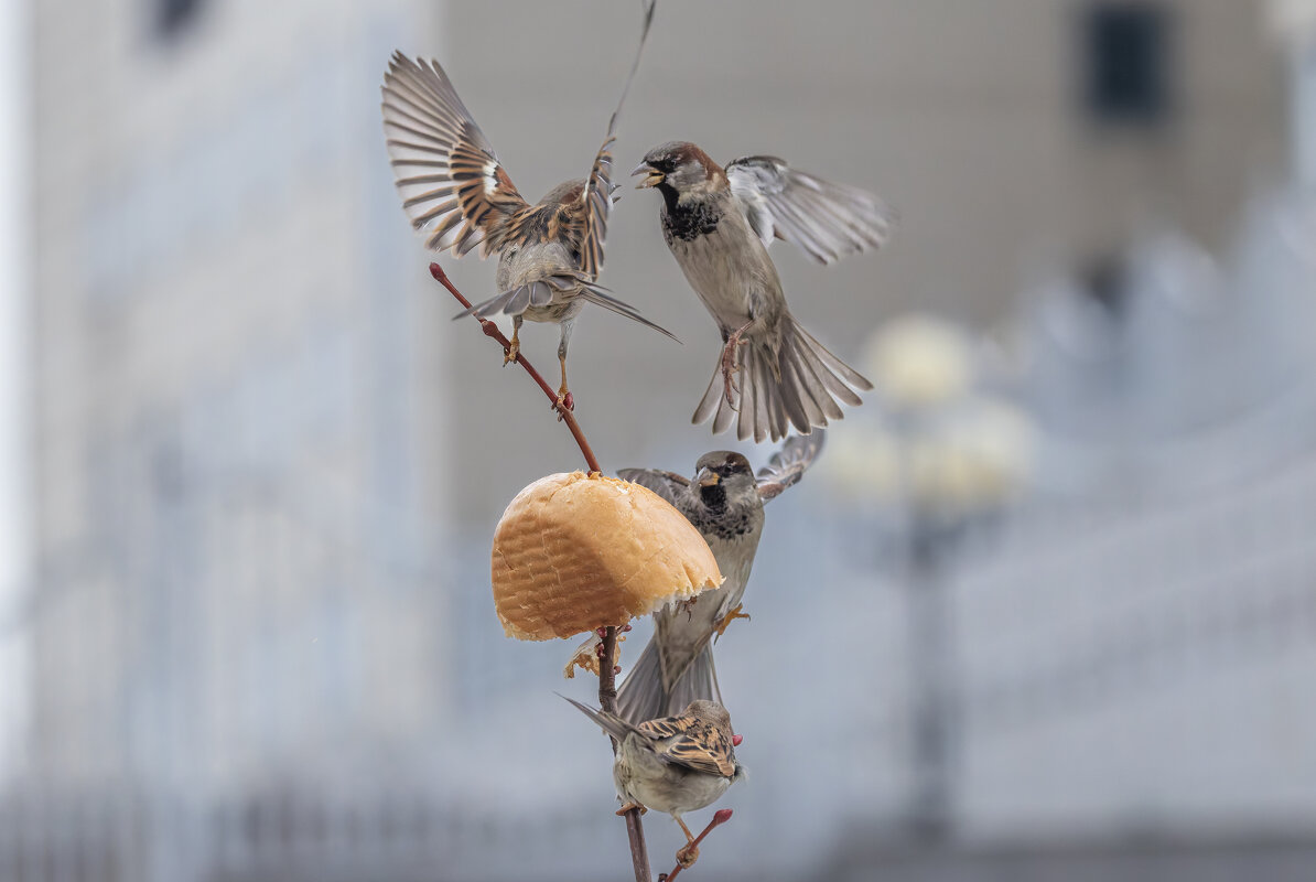 из жизни воробьев . - юрий макаров