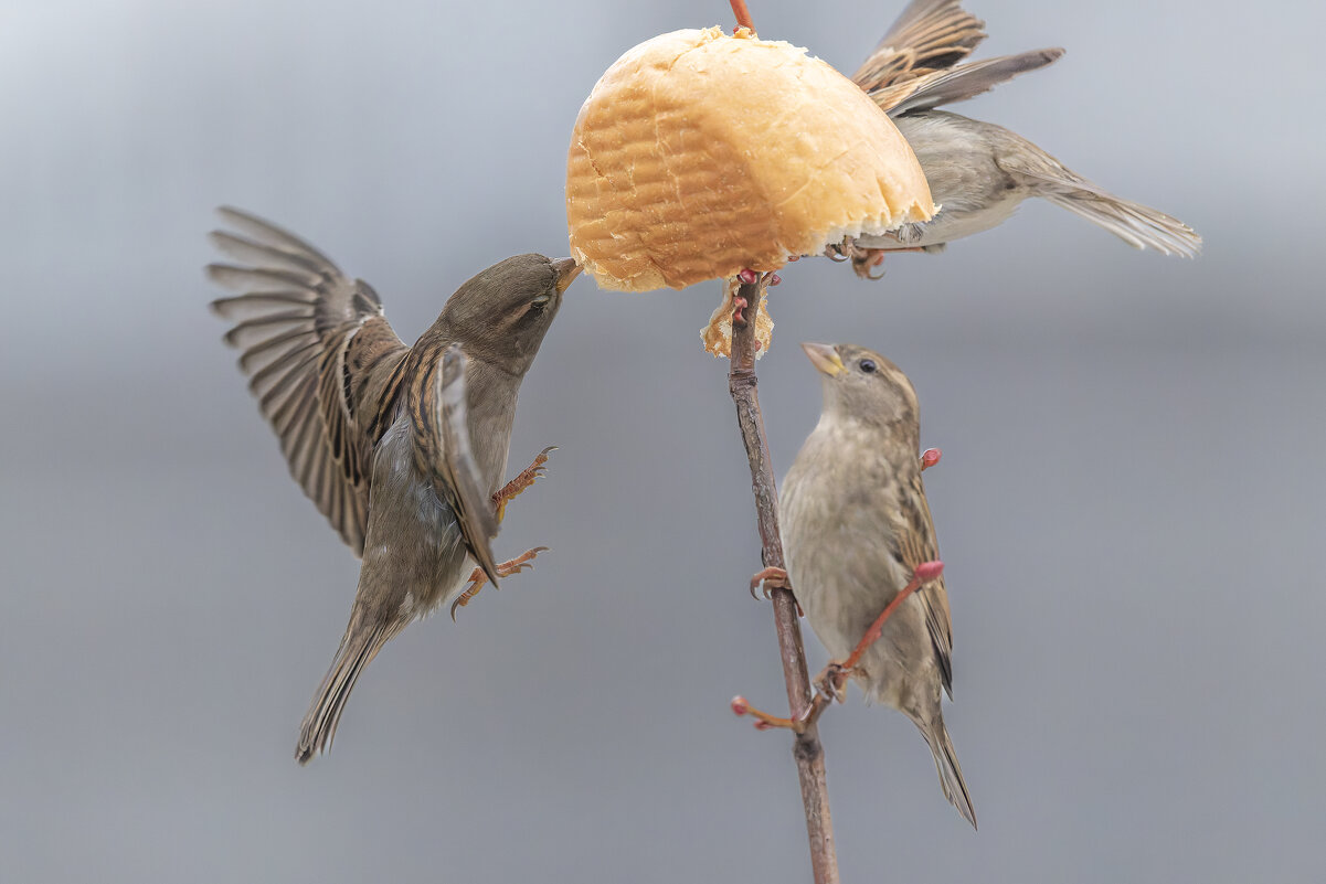 из жизни воробьев . - юрий макаров