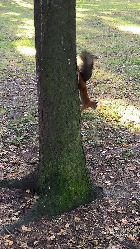 Про белочек. - Ольга 