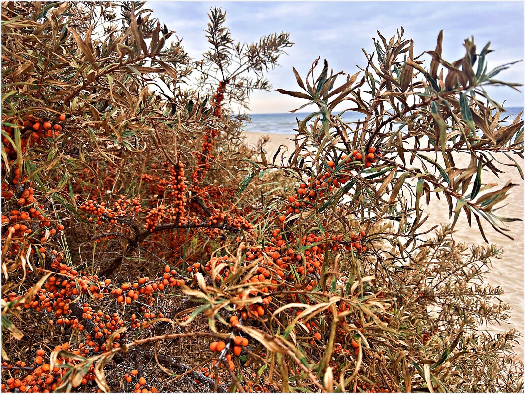 Облепиха у моря. - Валерия Комова Облепиха у моря. - Валерия Комова