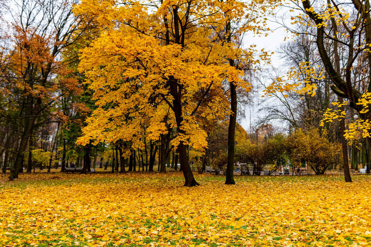 последние краски осени - Дмитрий Лупандин