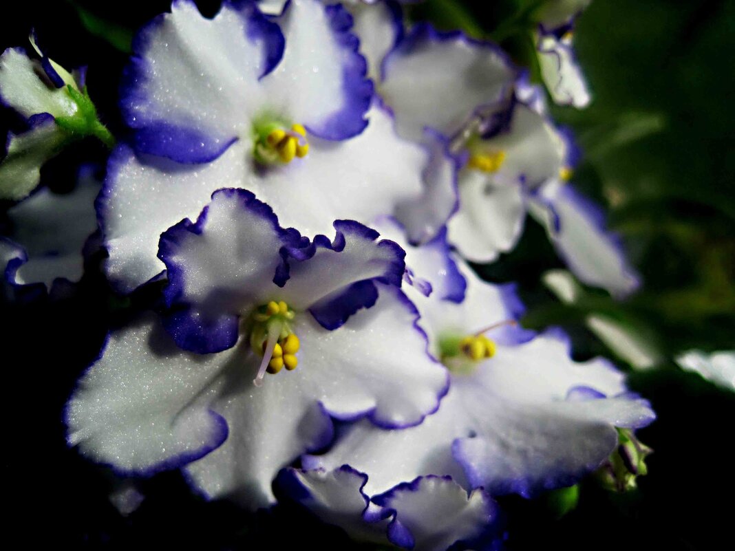 Фиалка - Елена Семигина