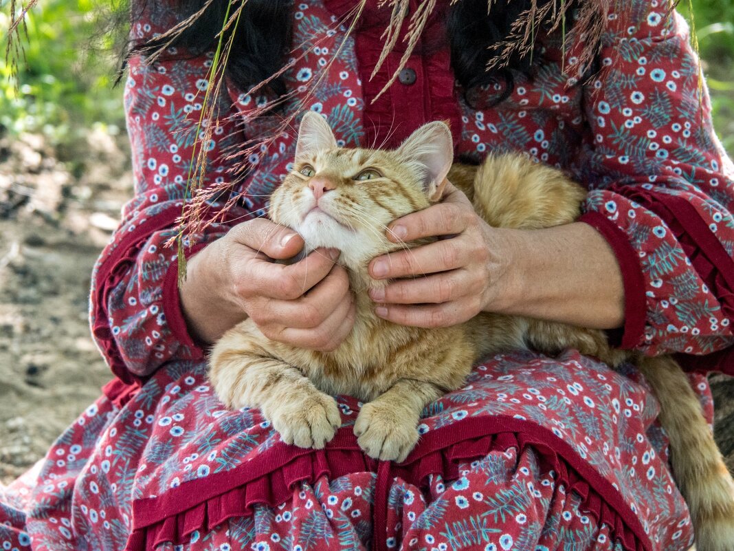 Жамканье Кота - Игорь Волков