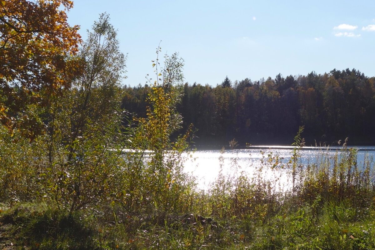 Побережье лесного озера - Рита Симонова Побережье лесного озера - Рита Симонова