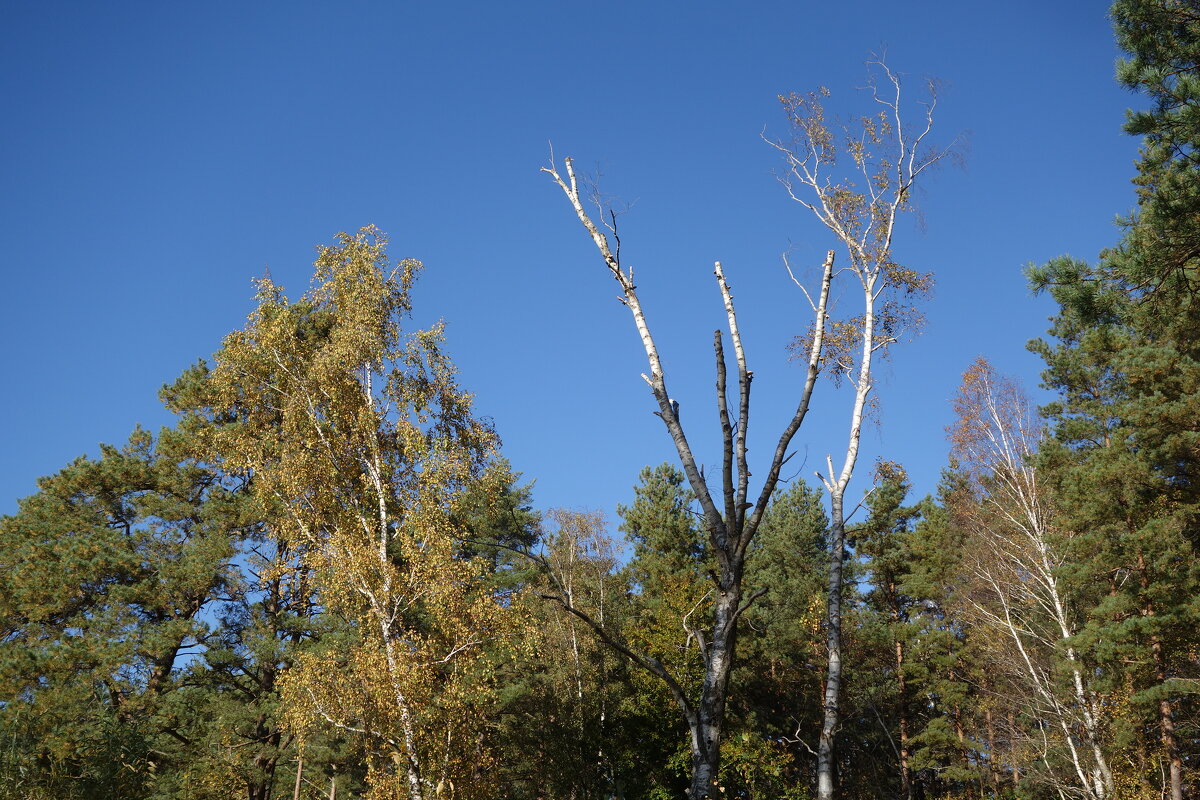 Побережье лесного озера - Рита Симонова