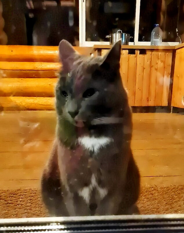 Басик на даче - Ольга Довженко