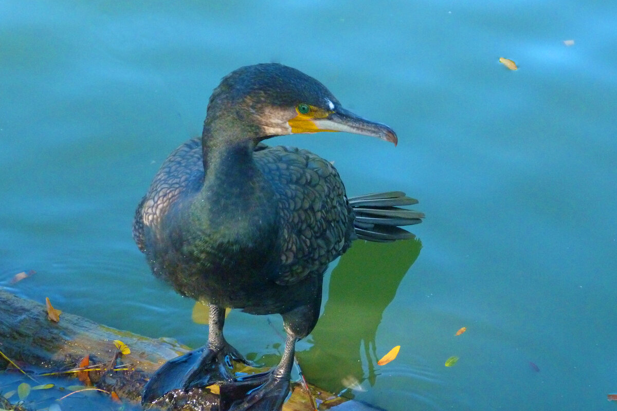 Чёрный  баклан - Валентин Семчишин