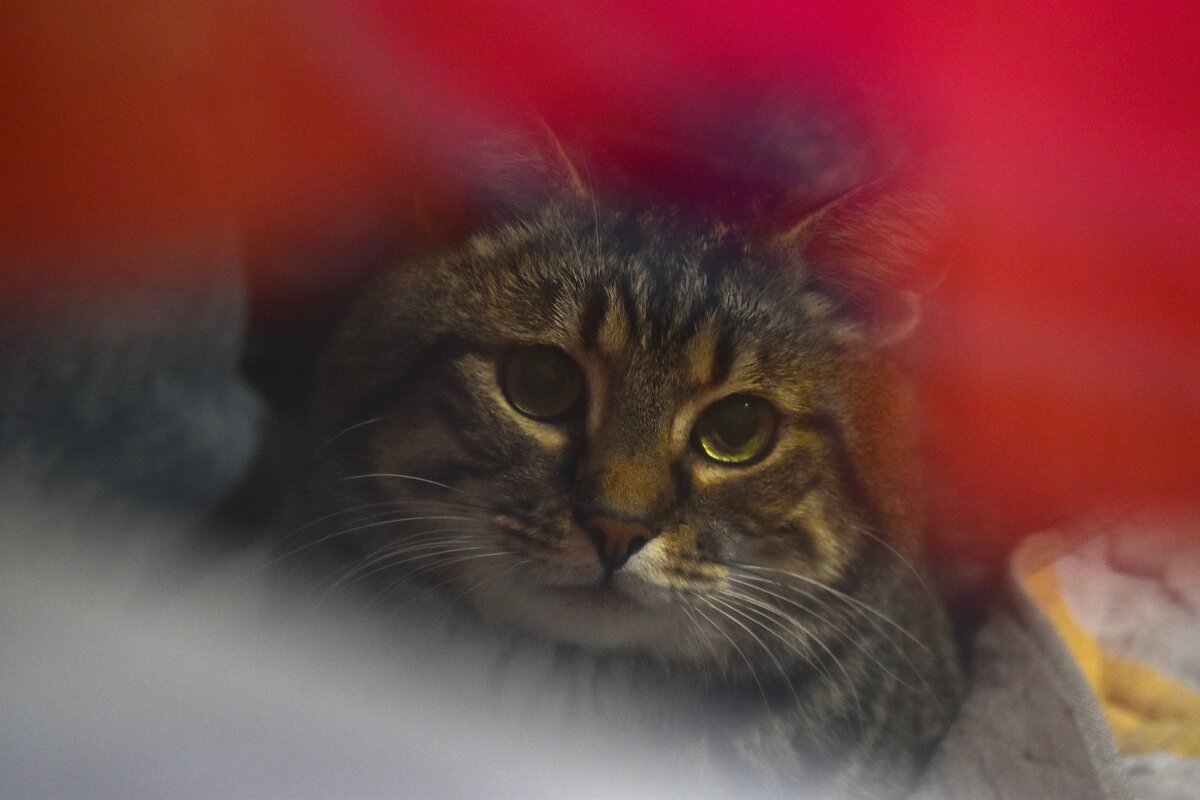 Васька. - Наталья Вязигина