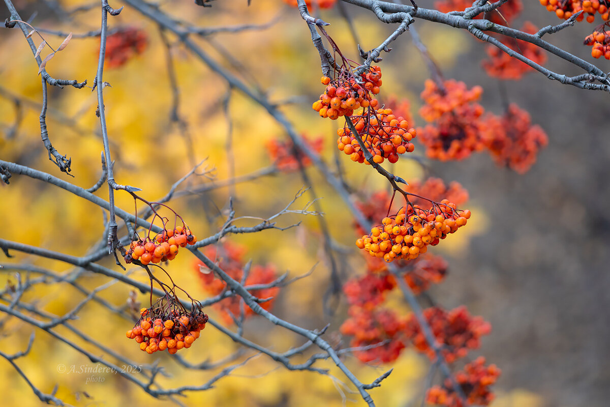 Осенние ветки с рябиной - Александр Синдерёв