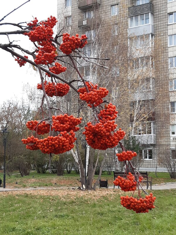 А недавно был октябрь - Галина Минчук