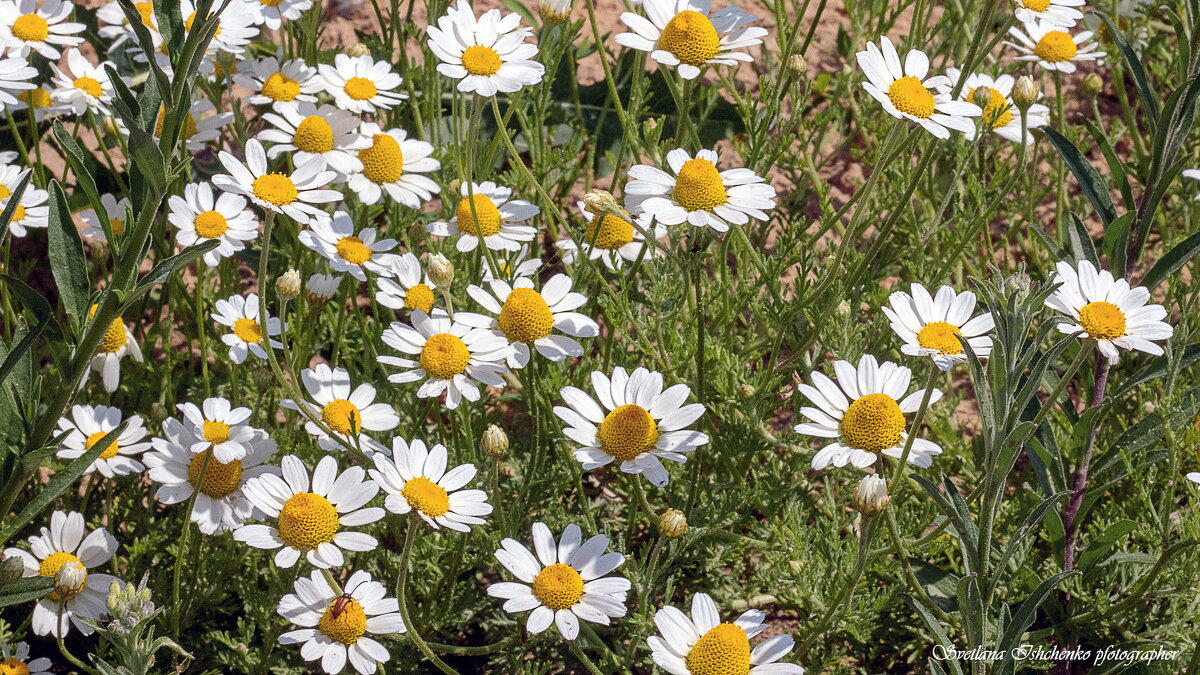 Ромашка - Светлана Ищенко