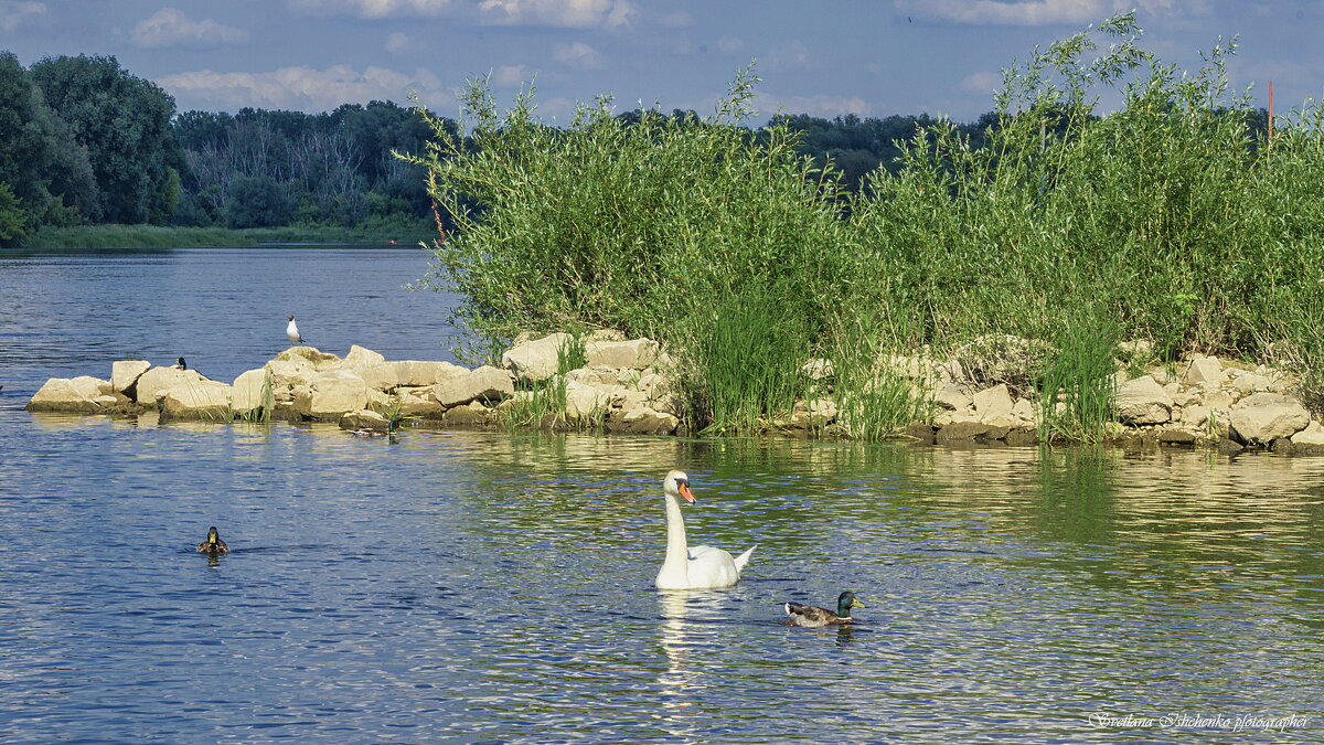 Живописная река Нарев - Светлана Ищенко Живописная река Нарев - Светлана Ищенко