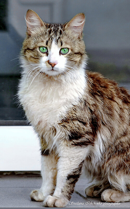 Зеленоглазая красавица - Светлана Ищенко