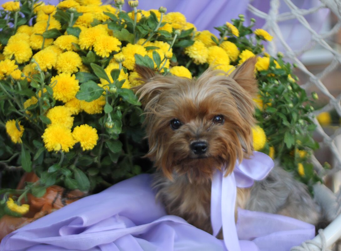 Соня - Оксана Новик 